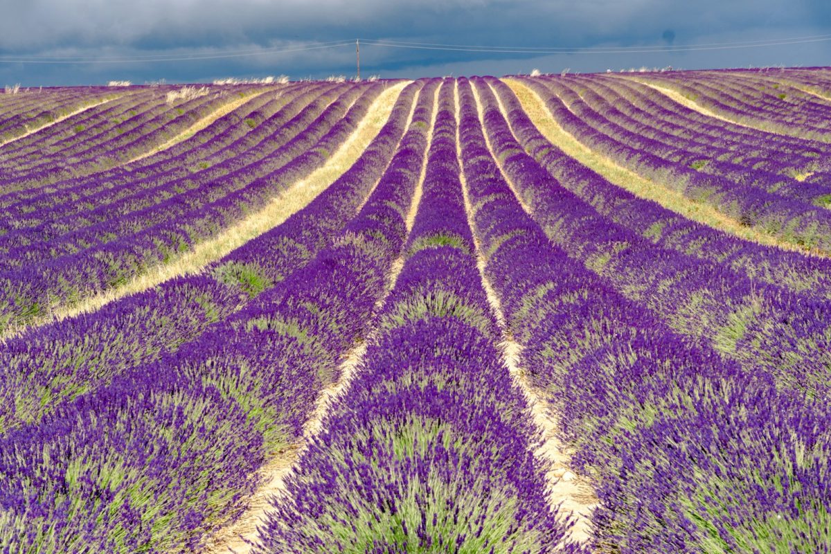 champs de lavande